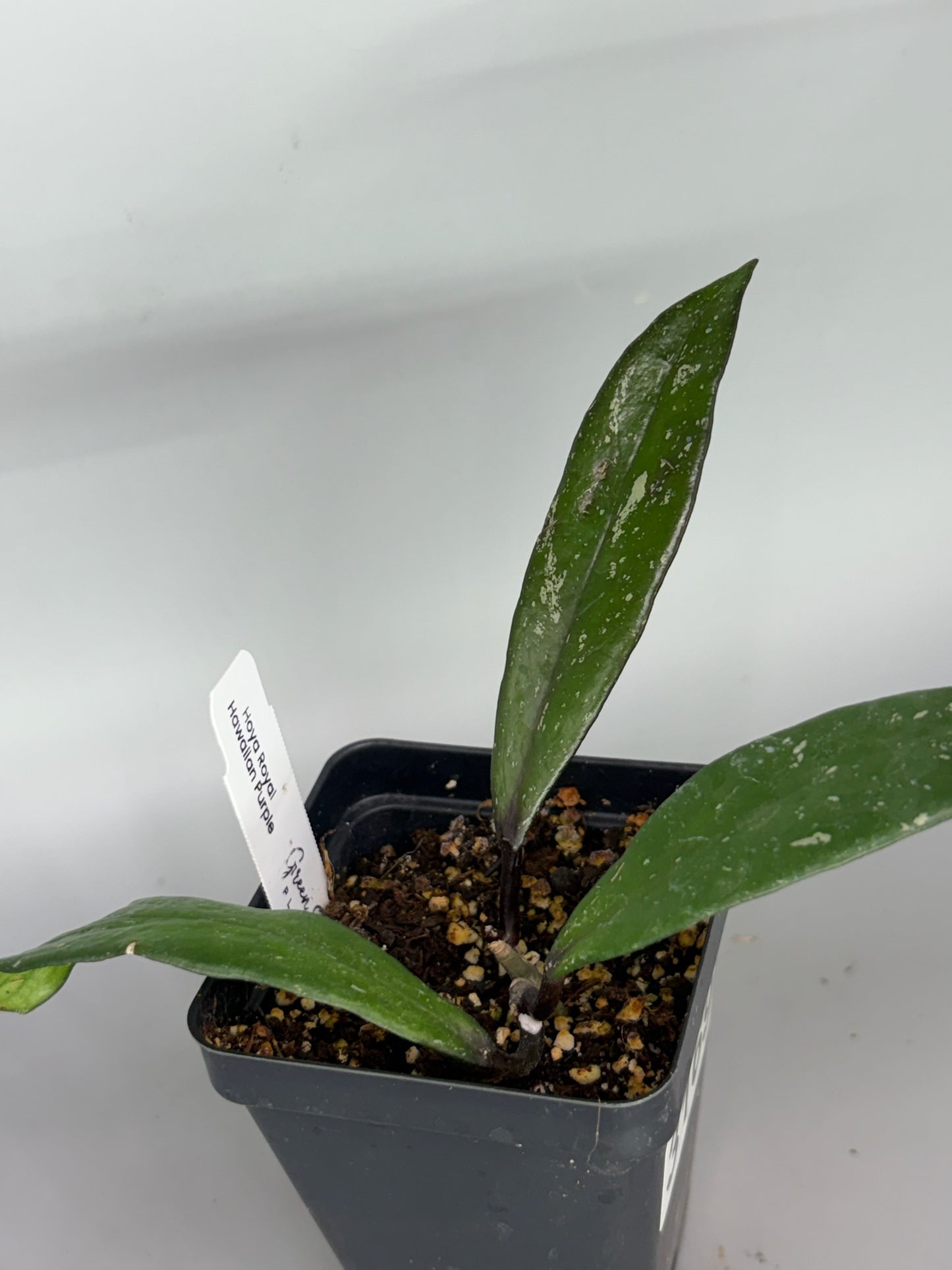 Hoya – Exact Plant #3169 – photo b