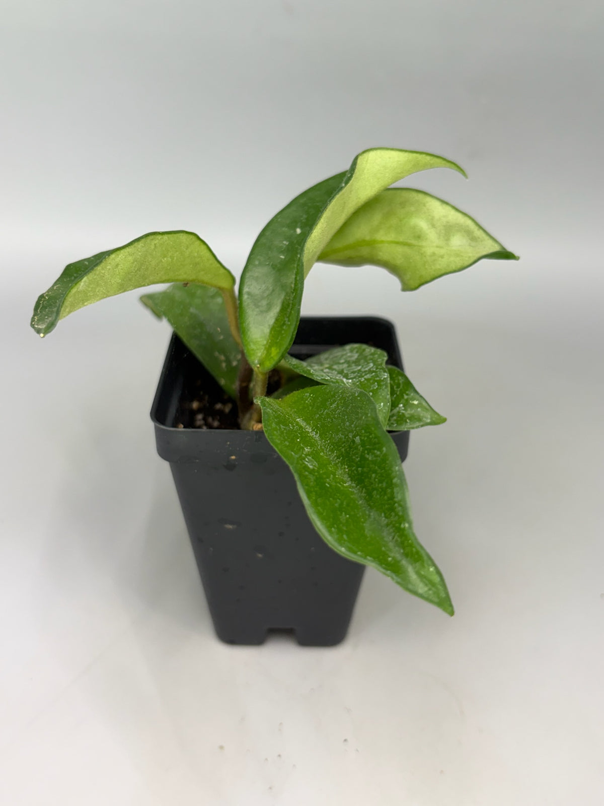 Hoya – Exact Plant #572 – photo c