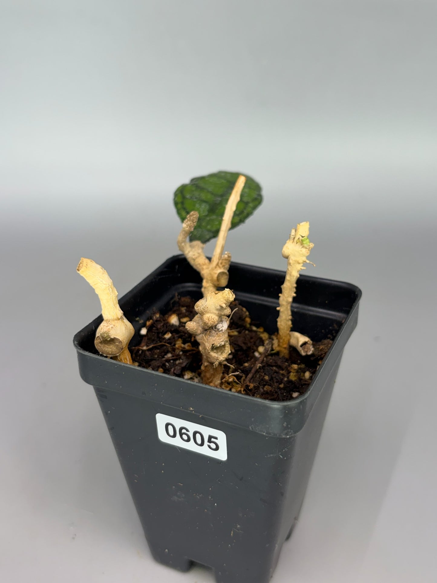 Hoya – Exact Plant #605 – photo b