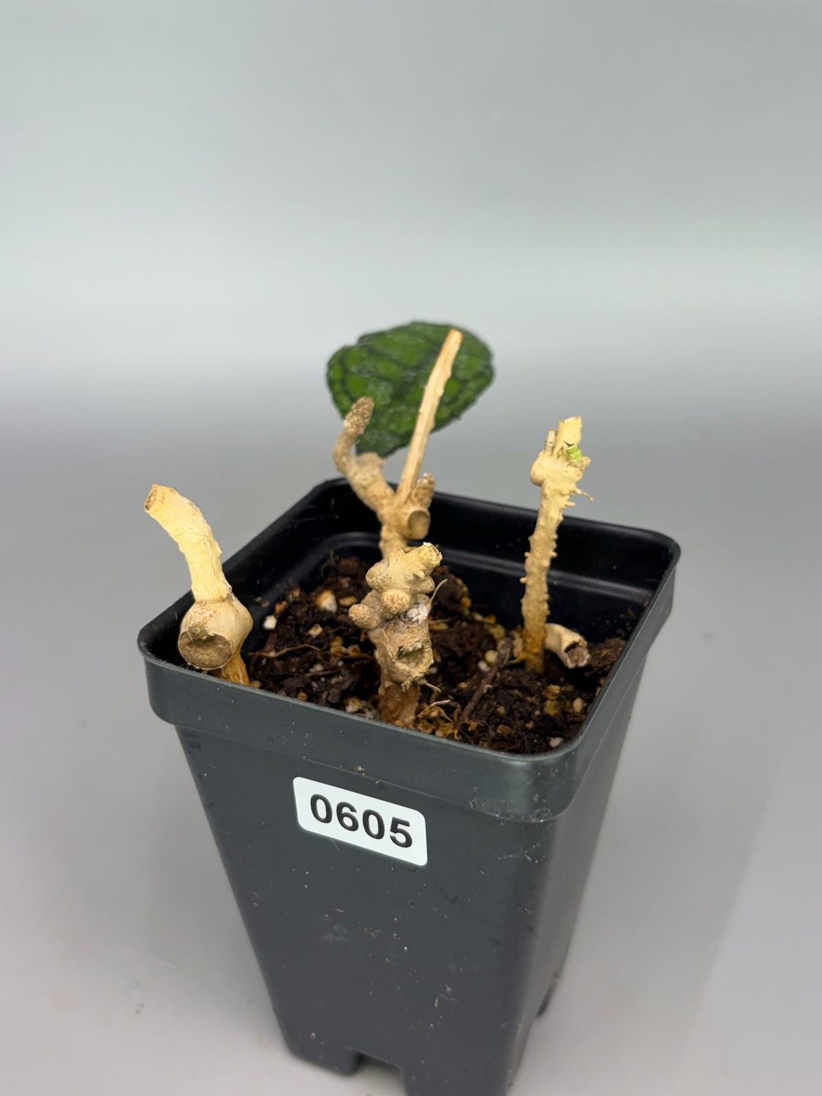 Hoya – Exact Plant #605 – photo b