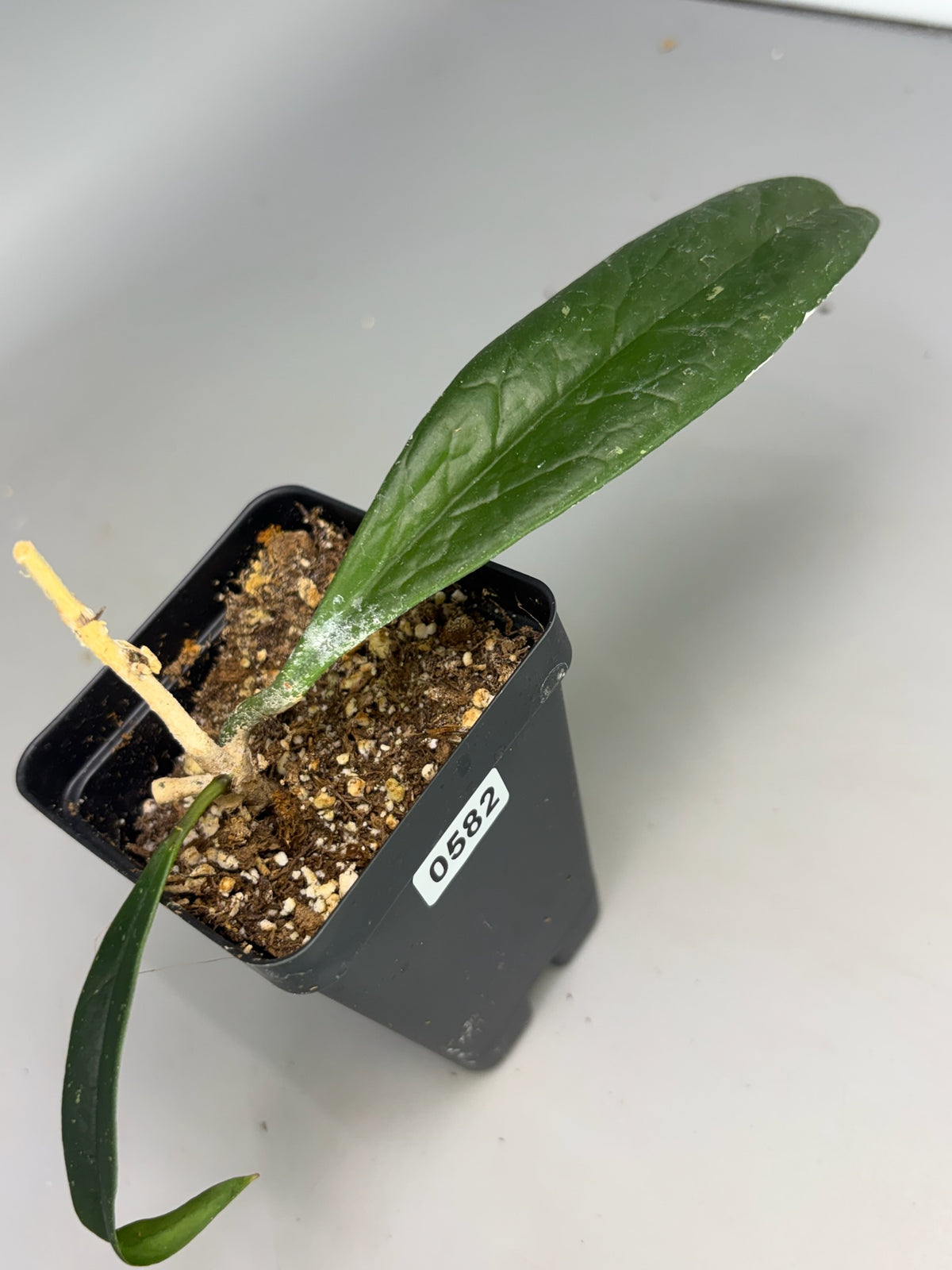Hoya – Exact Plant #582 – photo b