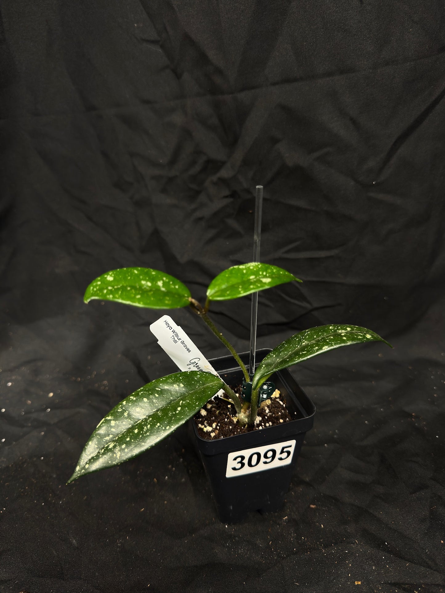 Hoya Wilbur Graves Thai – Exact Plant #3095 – Green Street Plant Co.