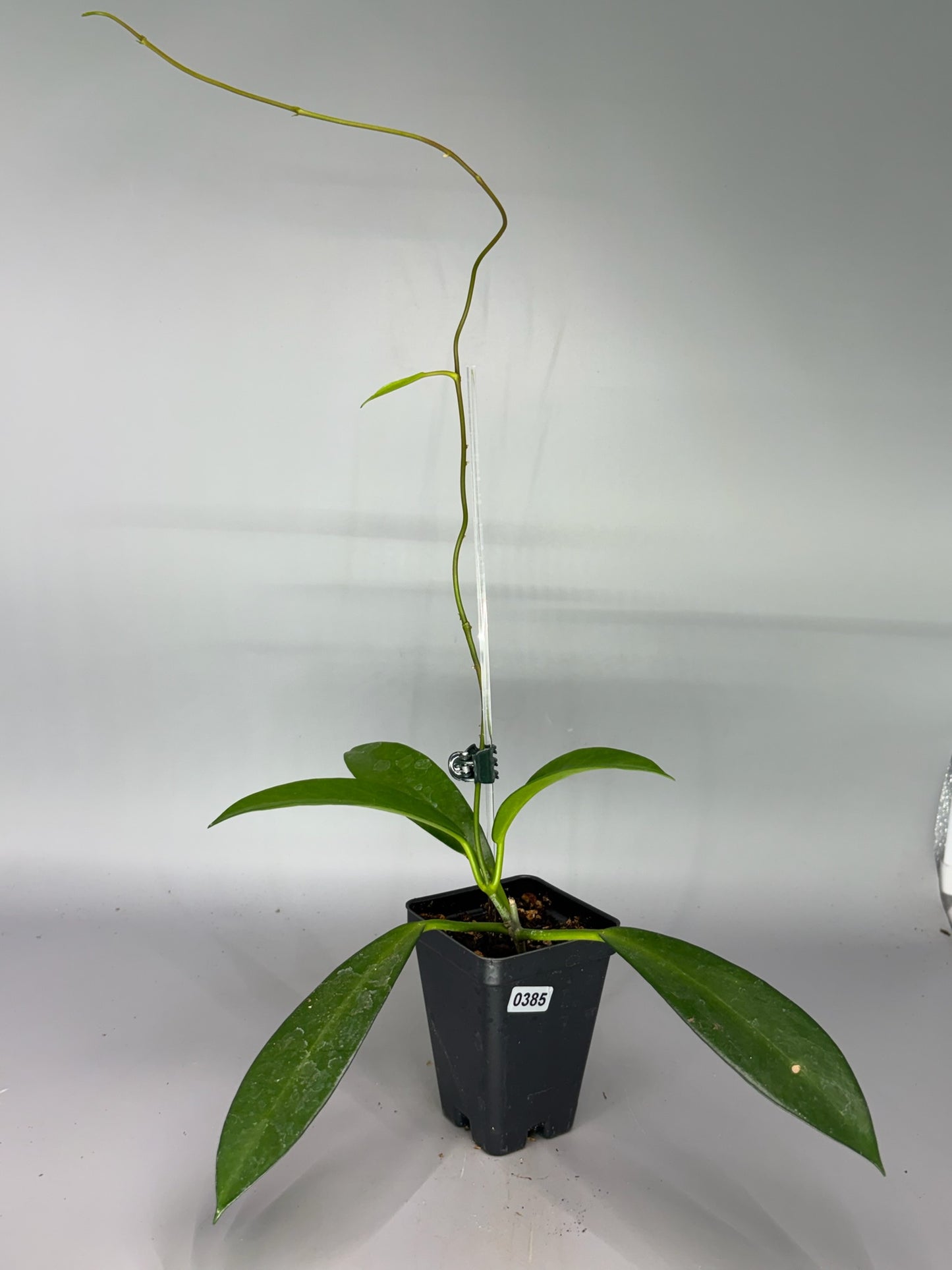 Hoya – Exact Plant #385 – photo c