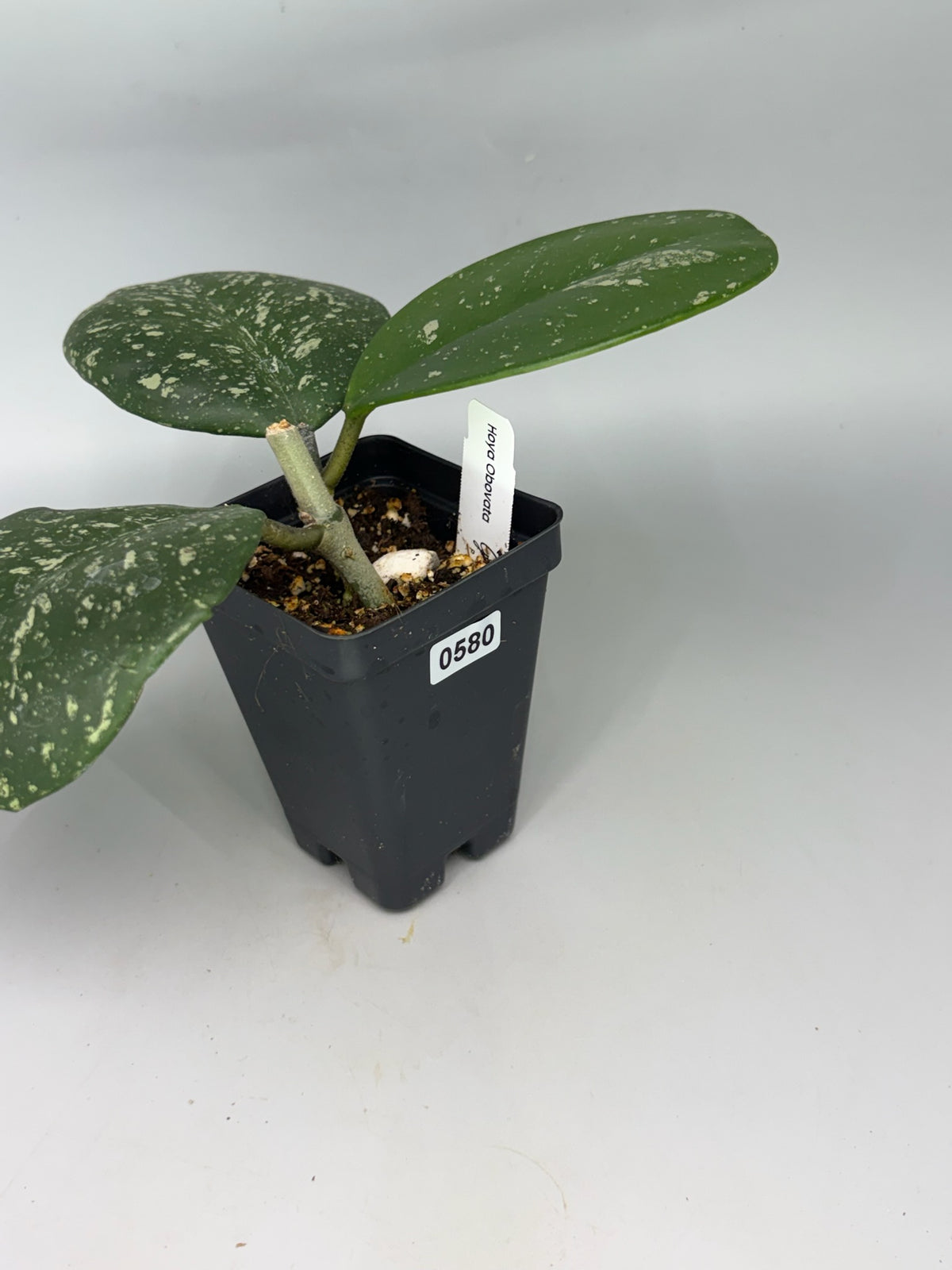 Hoya – Exact Plant #580 – photo a