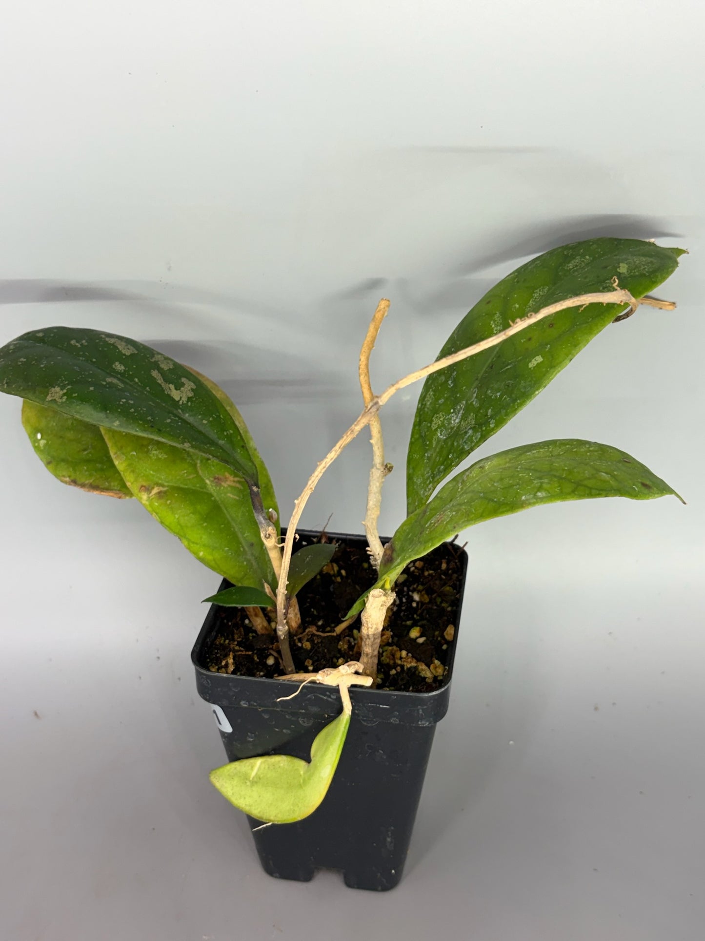 Hoya – Exact Plant #601 – photo c