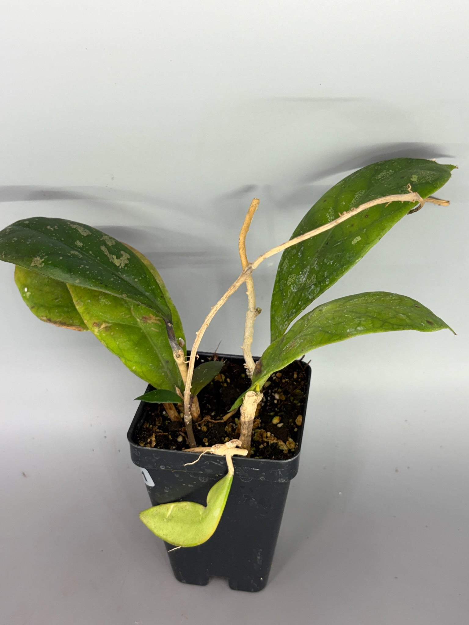 Hoya – Exact Plant #601 – photo c