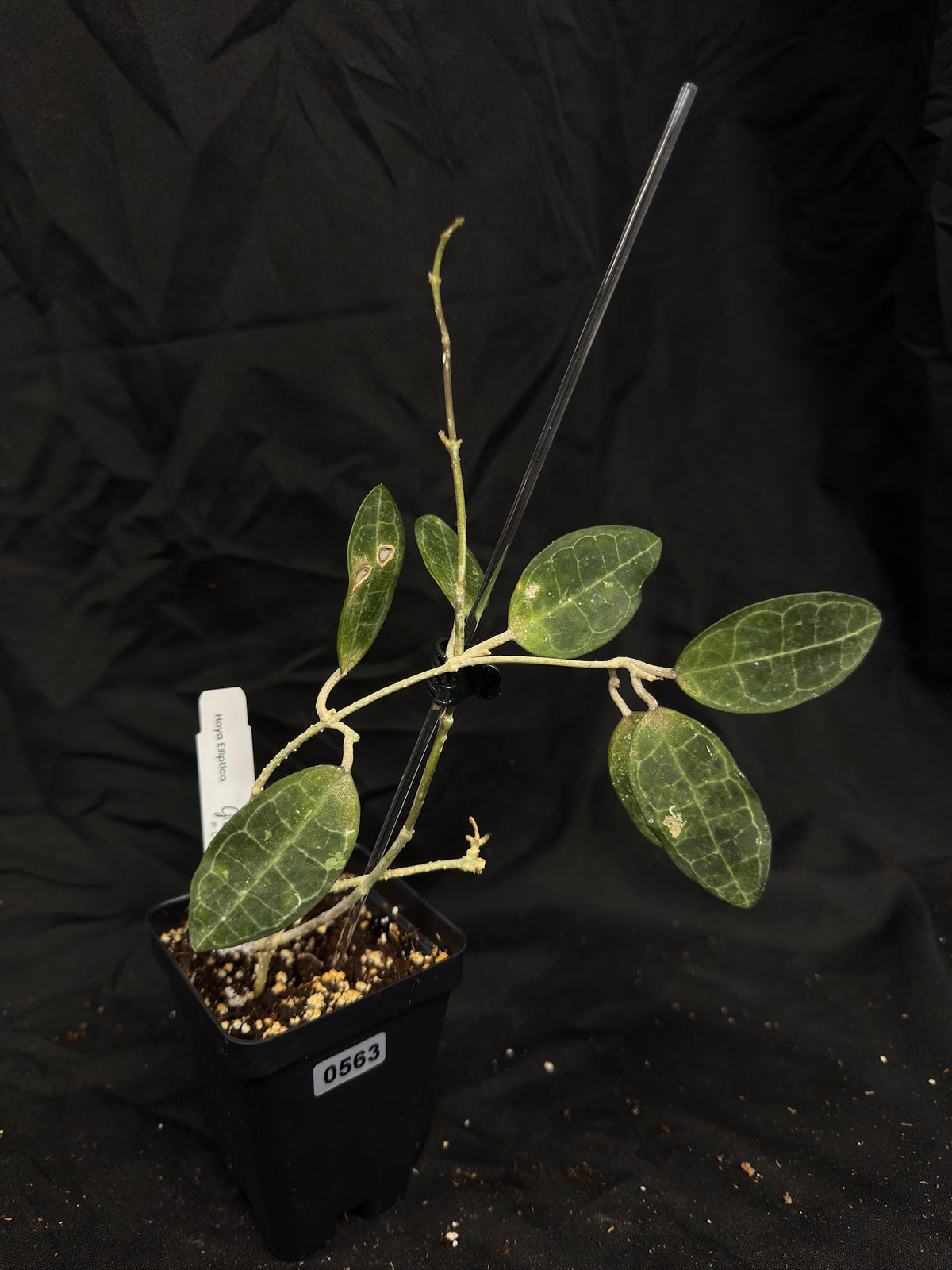 Hoya Elliptica – Exact Plant #563 – Green Street Plant Co.