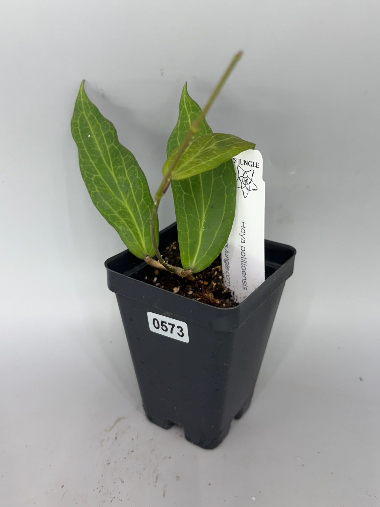 Hoya polilloensis – Exact Plant #573 – photo a