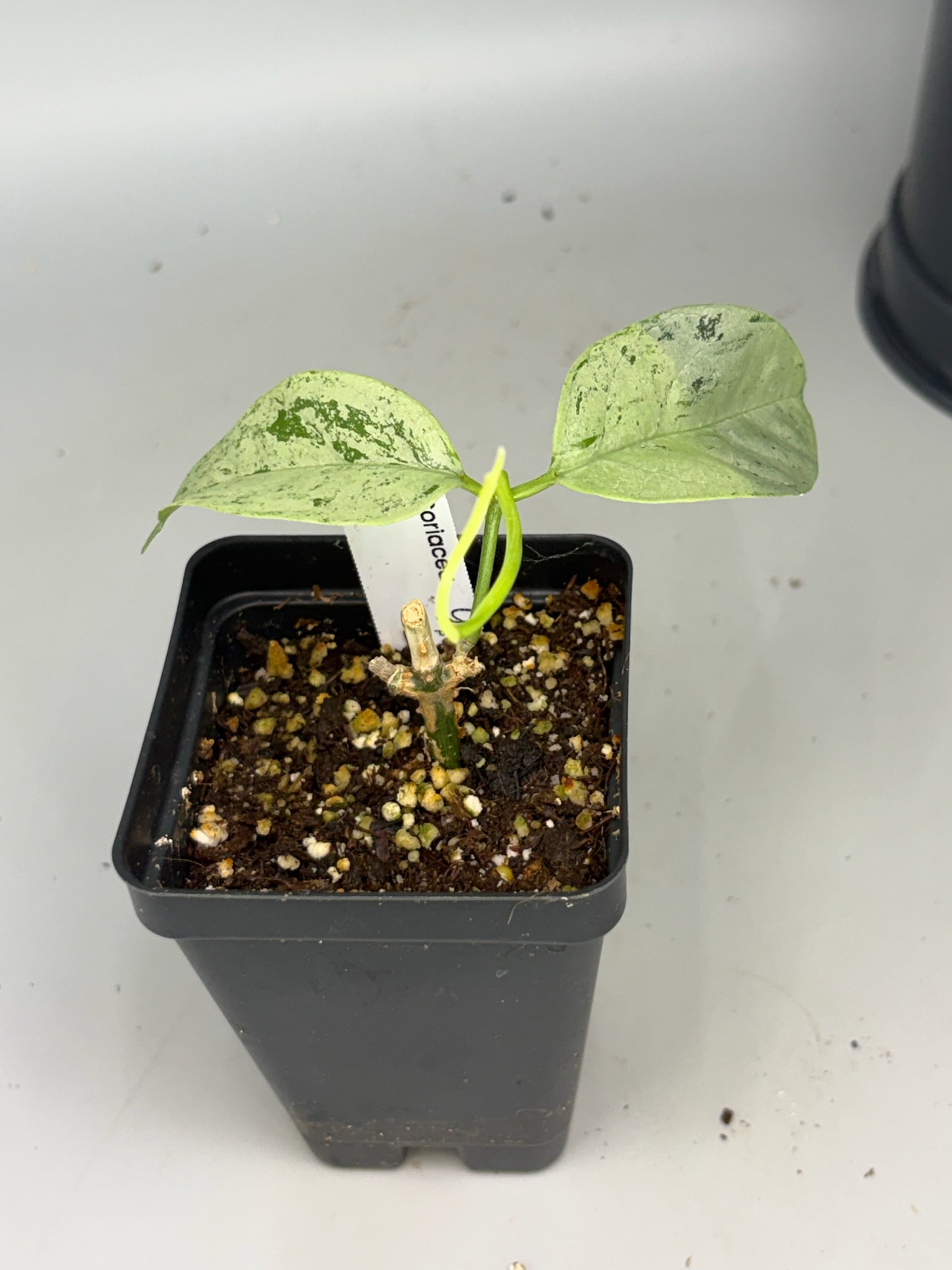 Hoya – Exact Plant #579 – photo b