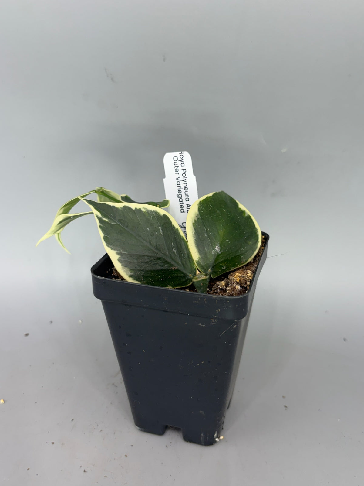 Hoya polyneura Outer Variegated – Exact Plant #576 – photo b