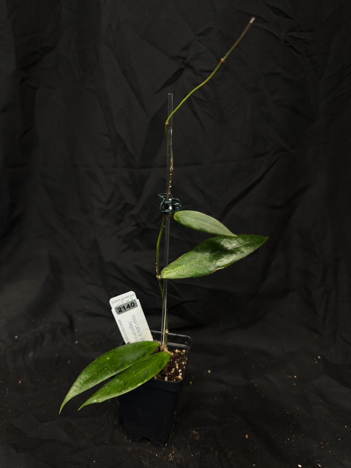 Hoya 'Lalita 12' WRX33-12 (ilagorium x callistophylla) – Exact Plant #2140 – Green Street Plant Co.
