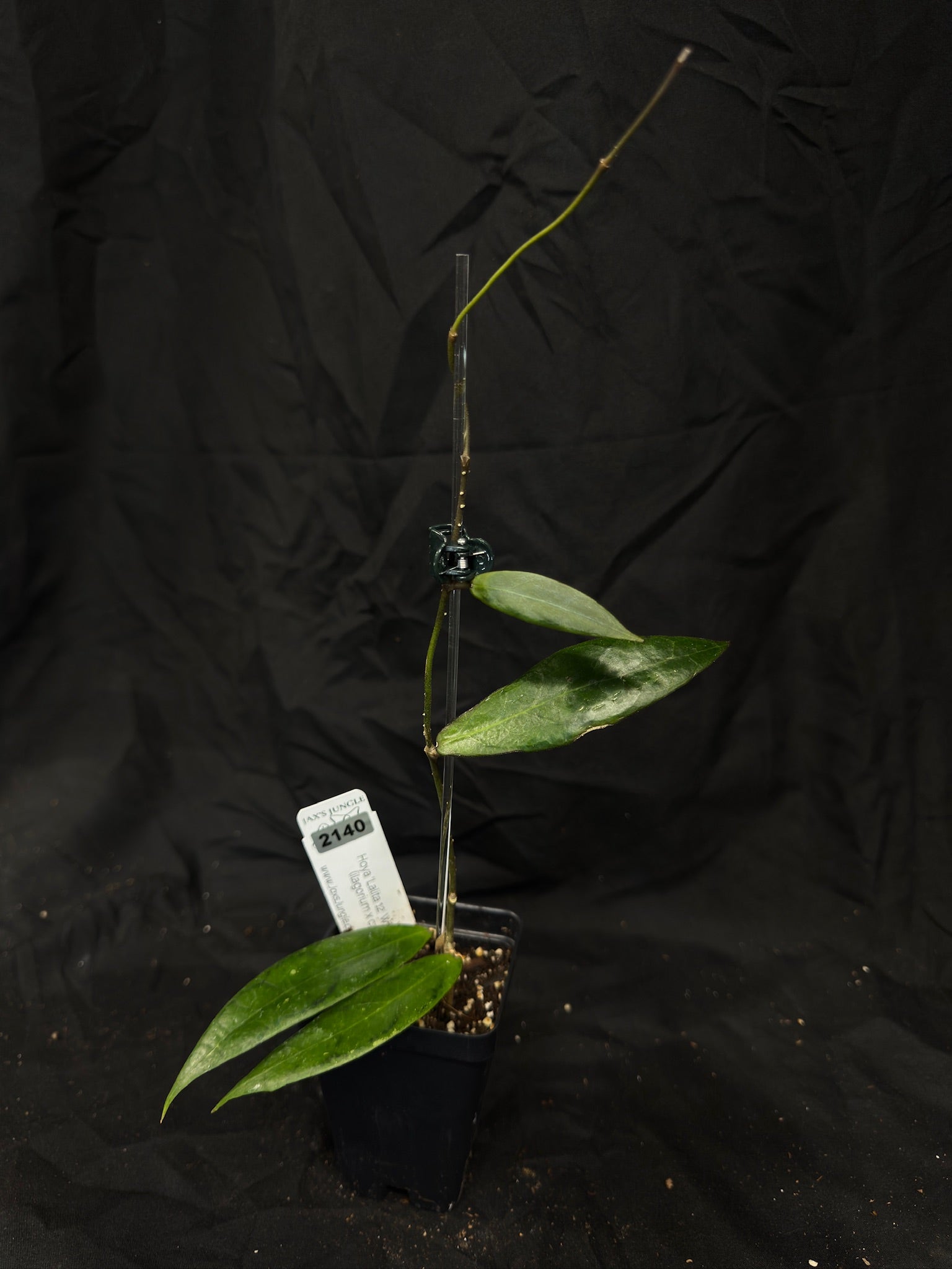 Hoya 'Lalita 12' WRX33-12 (ilagorium x callistophylla) – Exact Plant #2140 – Green Street Plant Co.