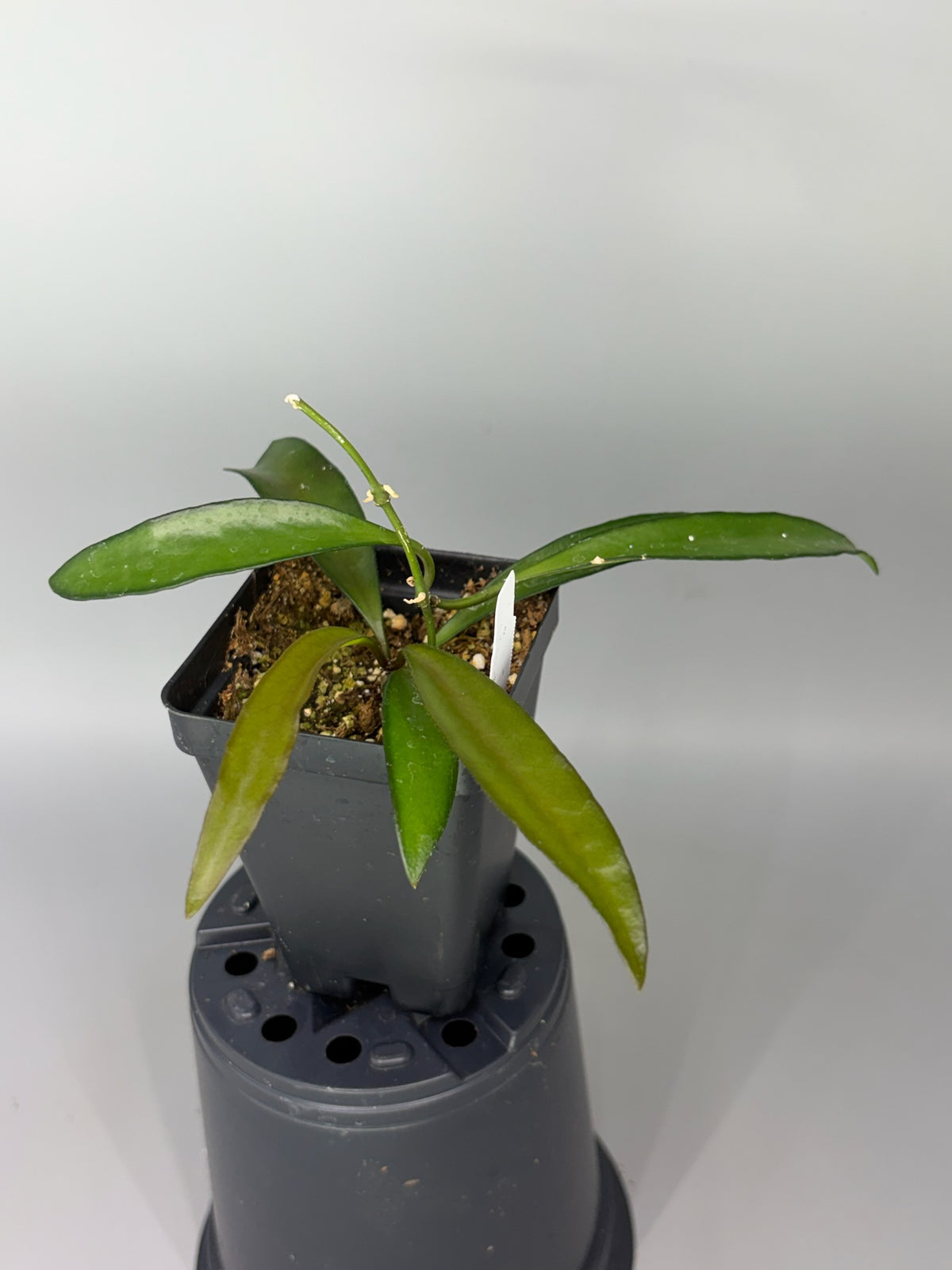 Hoya – Exact Plant #581 – photo e