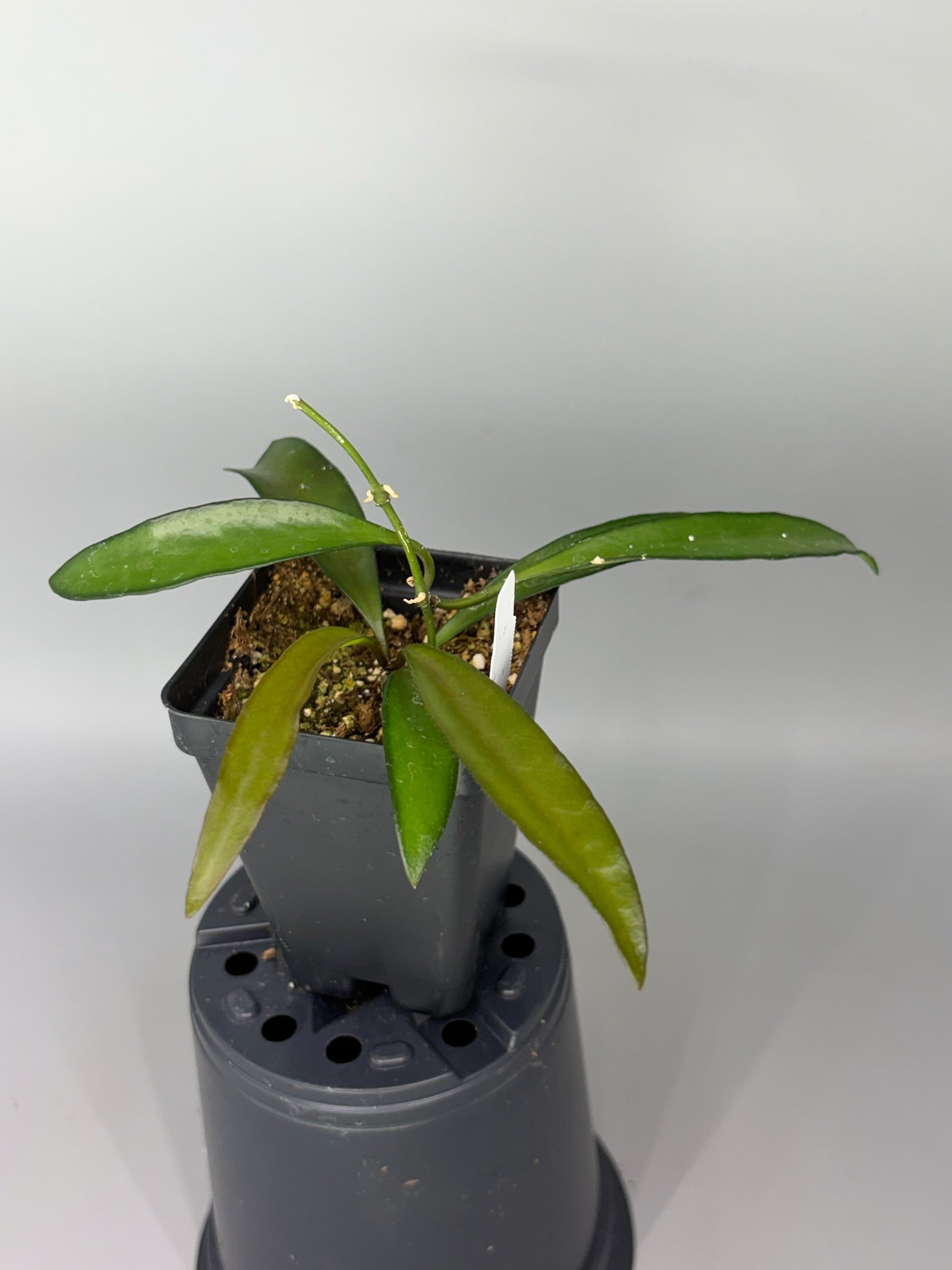 Hoya – Exact Plant #581 – photo e