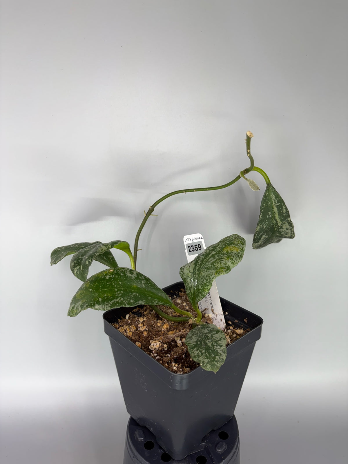 Hoya – Exact Plant #2359 – photo c