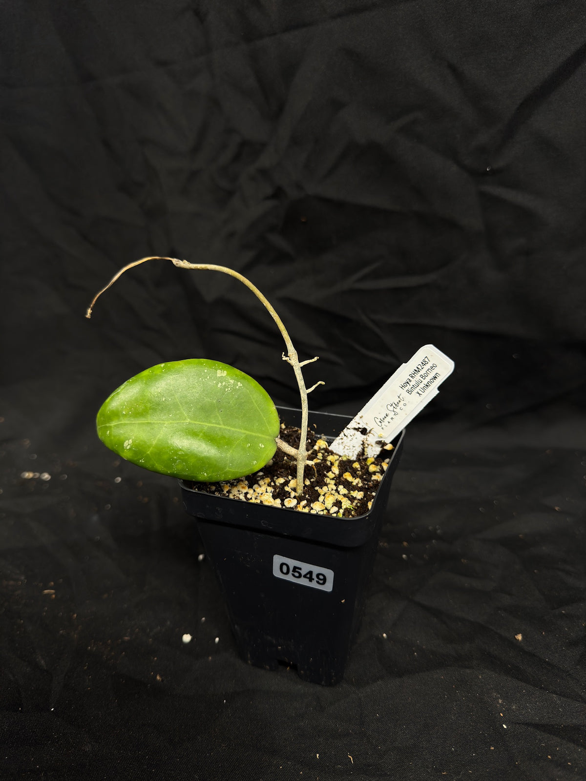 Hoya RHM2487 Bintulu Borneo x Unknown – Exact Plant #549 – Green Street Plant Co.