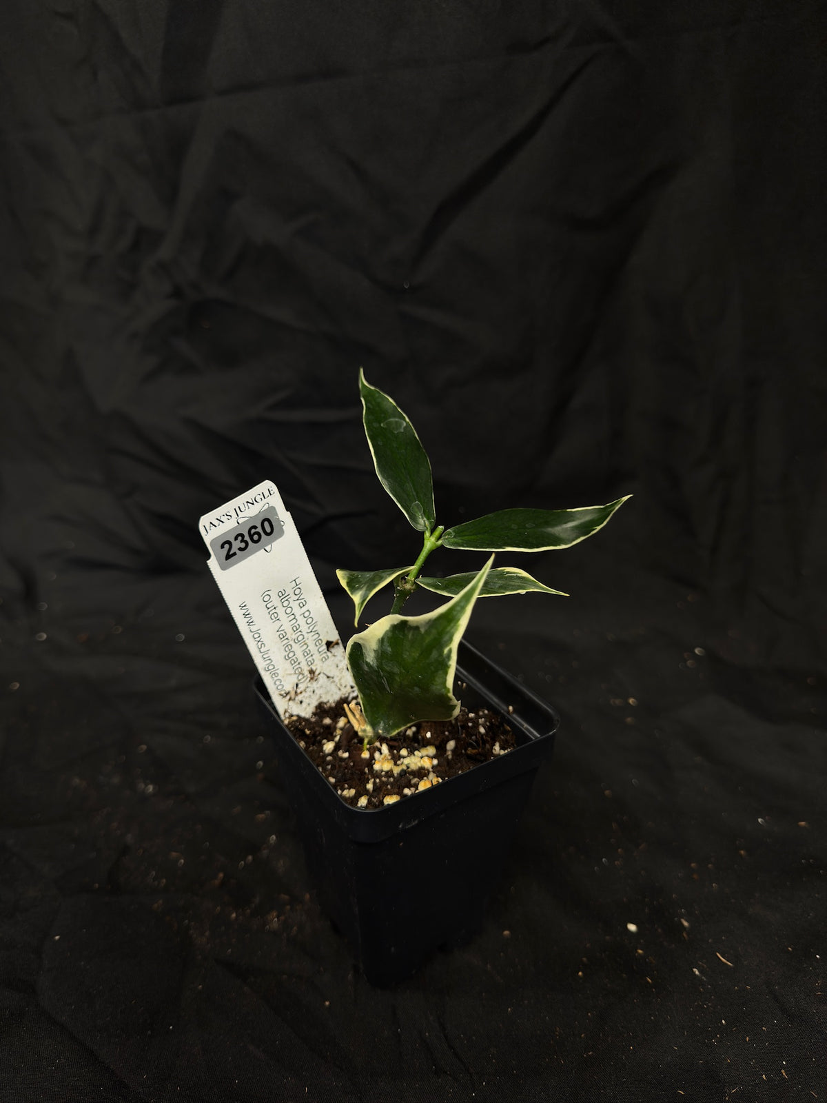 Hoya Polyneura Albomarginata – Exact Plant #2360 – Green Street Plant Co.