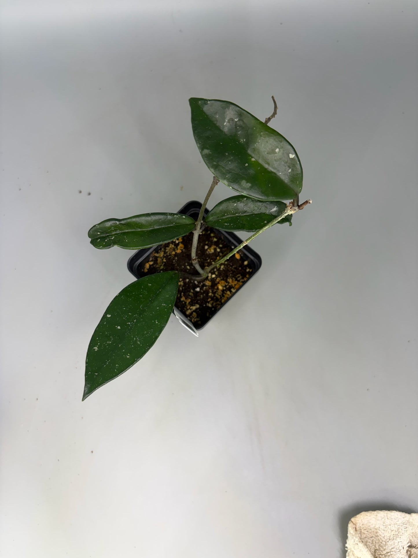 Hoya – Exact Plant #394 – photo b