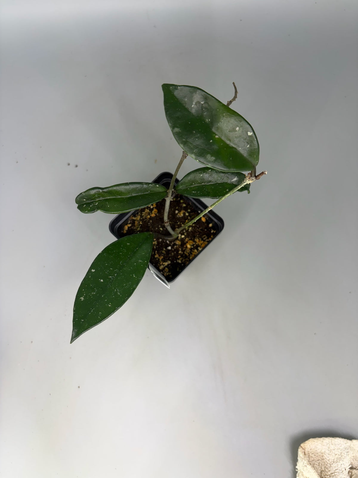 Hoya – Exact Plant #394 – photo b