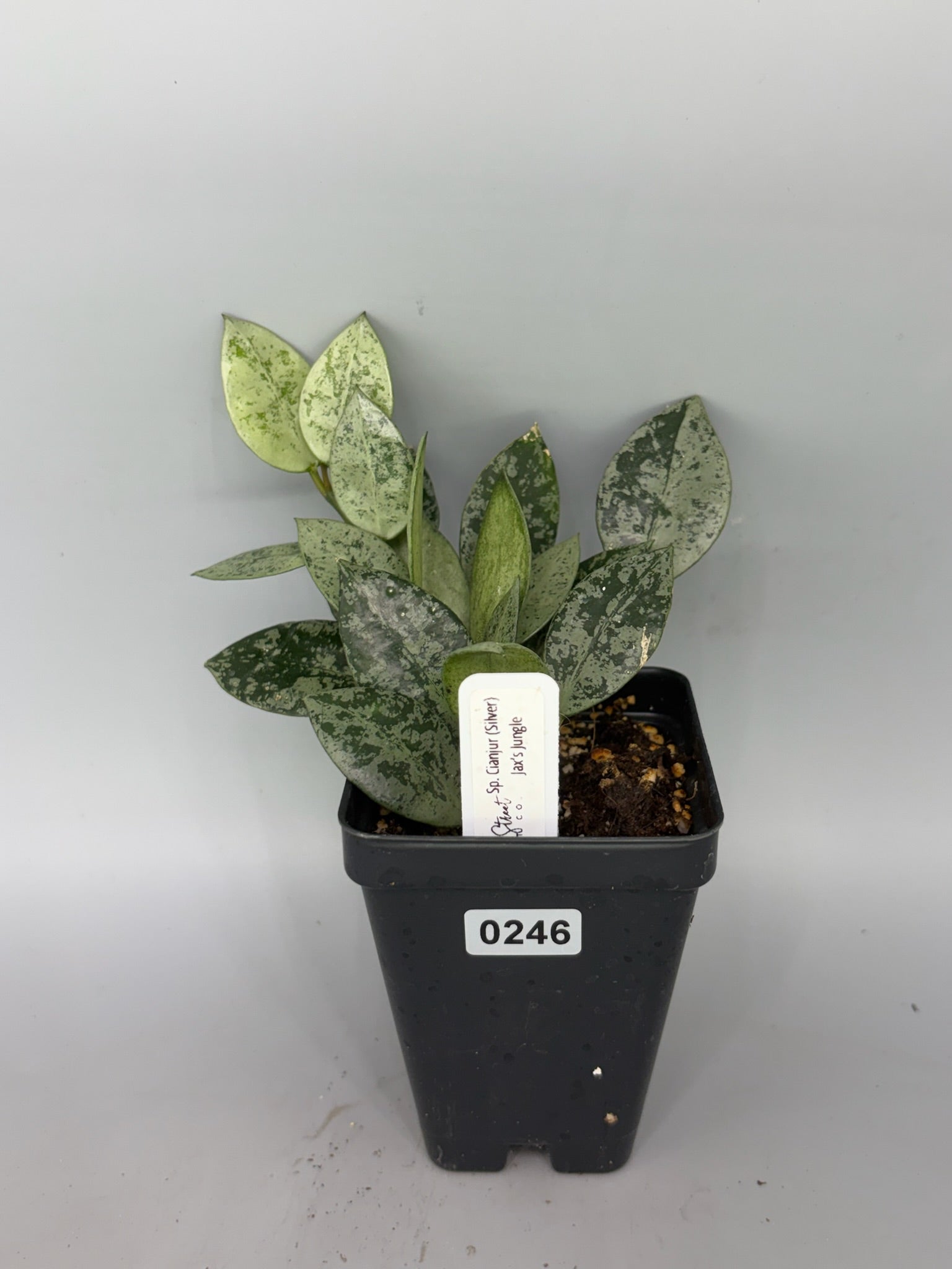 Hoya – Exact Plant #246 – photo a