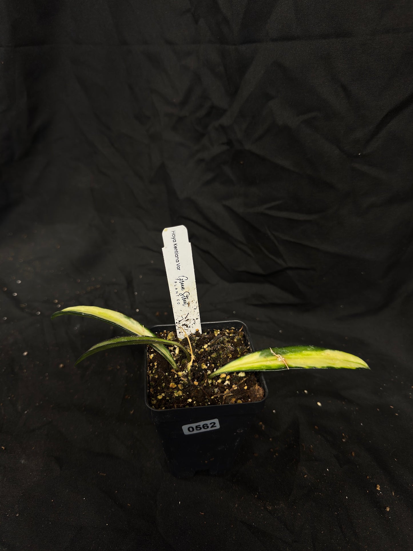 Hoya Wayetti/Kentiana Variegated – Grower’s Choice – Green Street Plant Co.