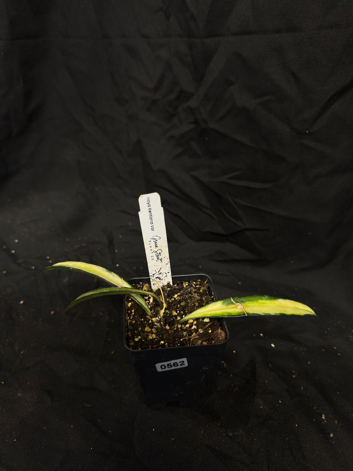 Hoya Wayetti/Kentiana Variegated – Grower’s Choice – Green Street Plant Co.