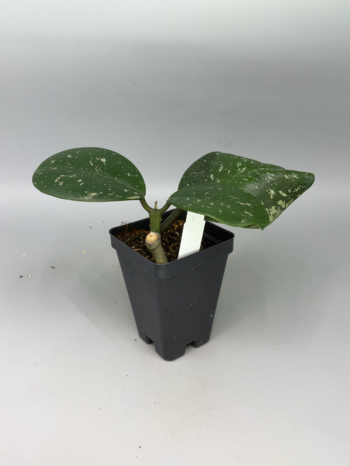 Hoya – Exact Plant #575 – photo b
