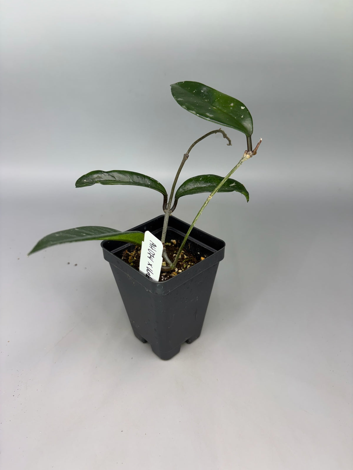 Hoya – Exact Plant #394 – photo c