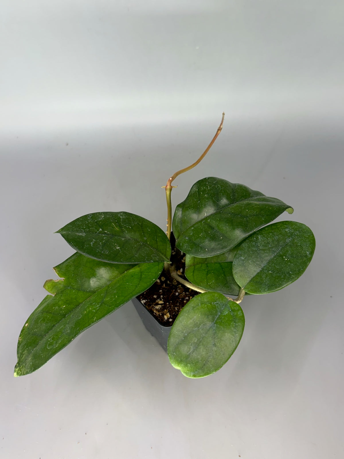 Hoya – Exact Plant #384 – photo b