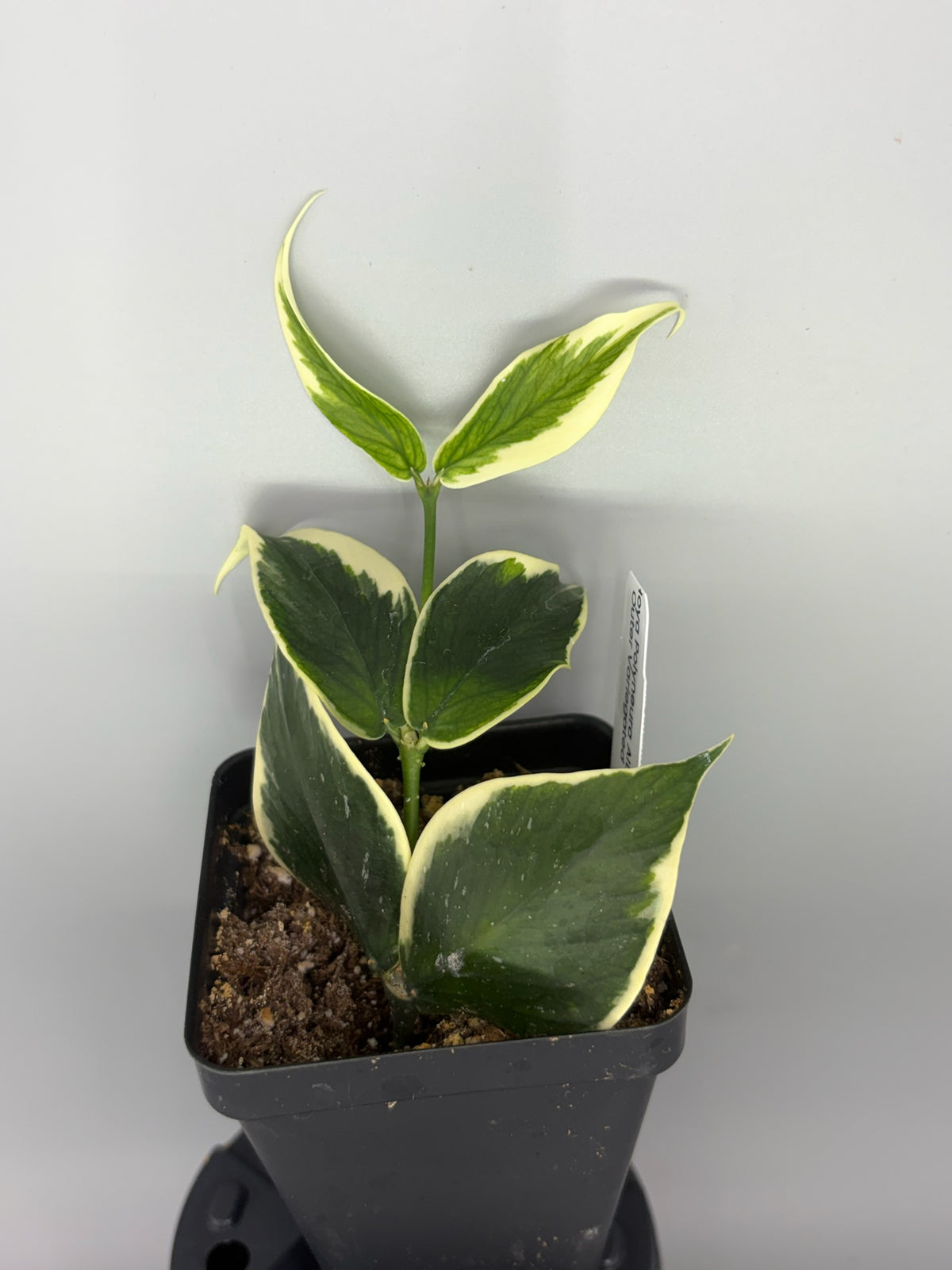 Hoya polyneura Outer Variegated – Exact Plant #576 – photo d