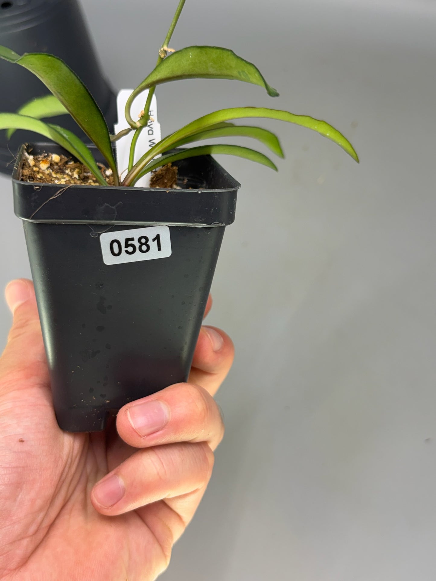 Hoya – Exact Plant #581 – photo c