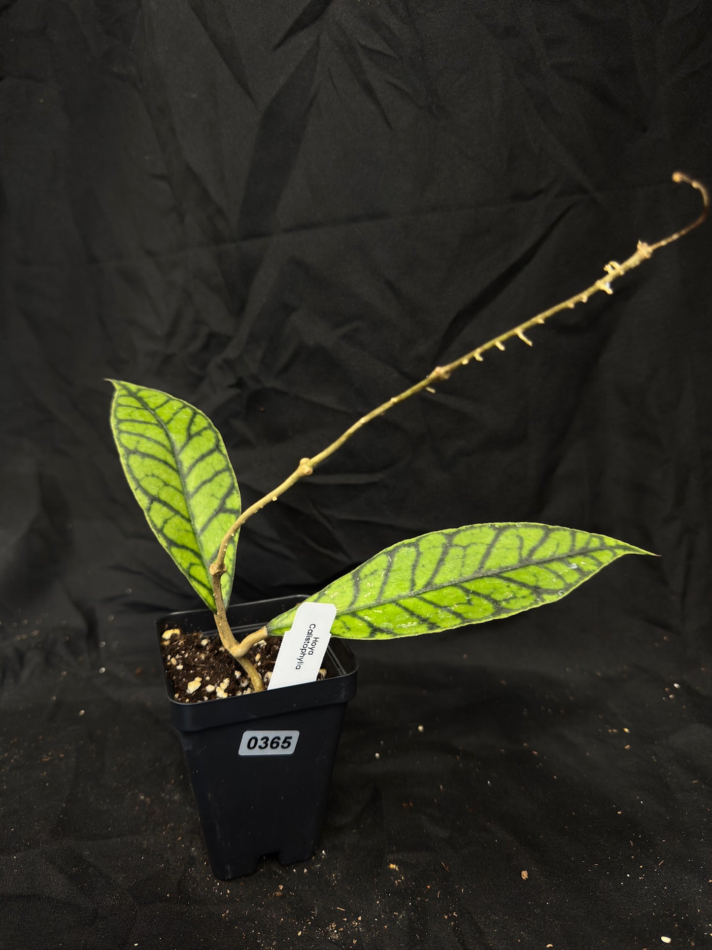 Hoya Callistophylla – Grower’s Choice – Green Street Plant Co.