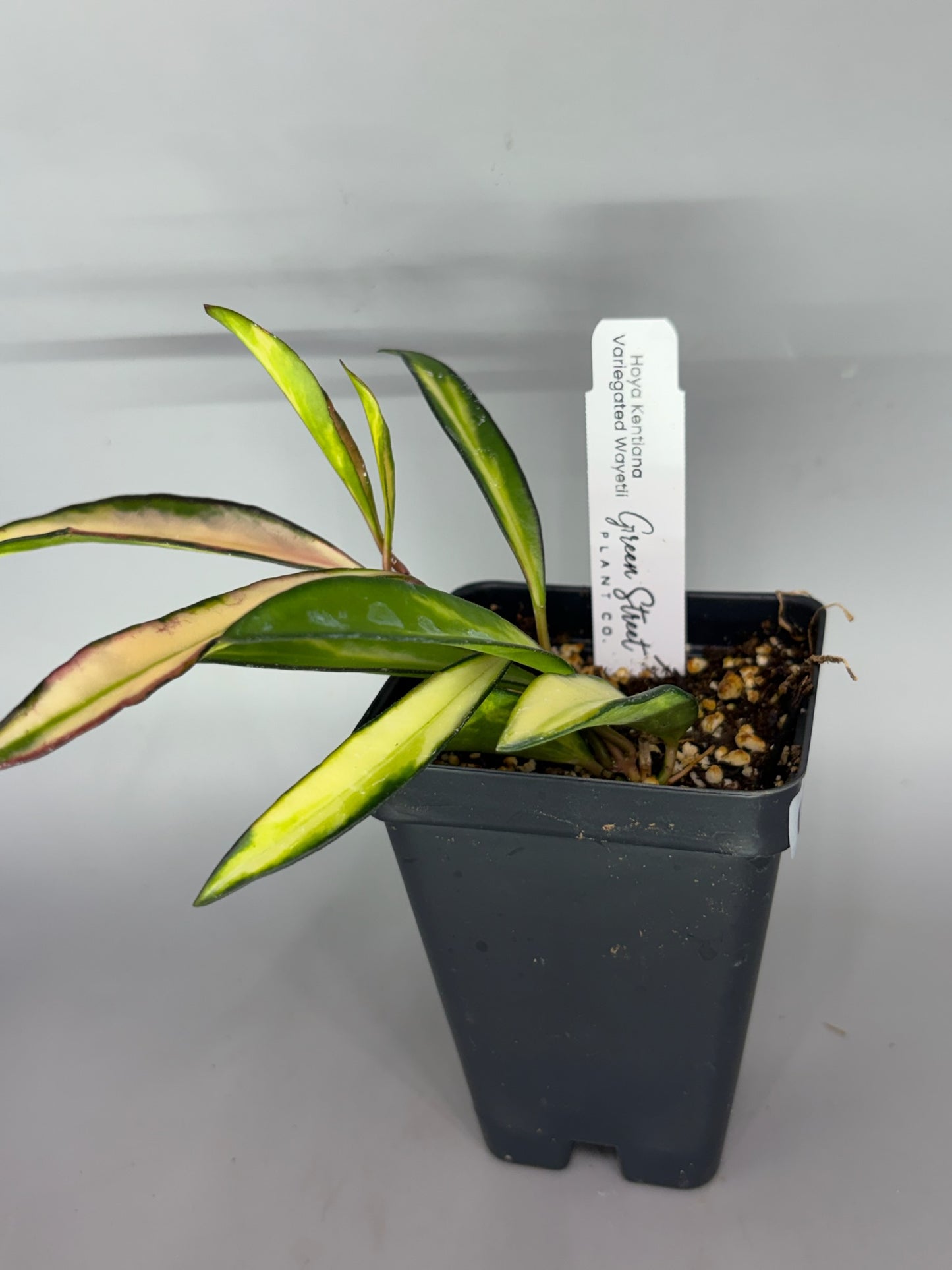 Hoya – Exact Plant #592 – photo c