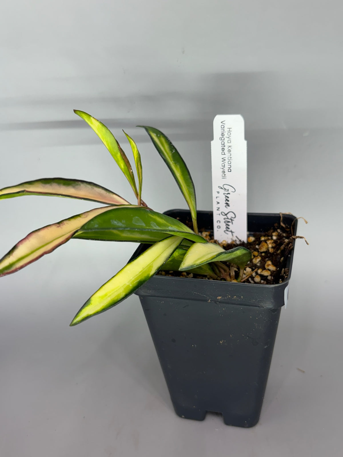 Hoya – Exact Plant #592 – photo c