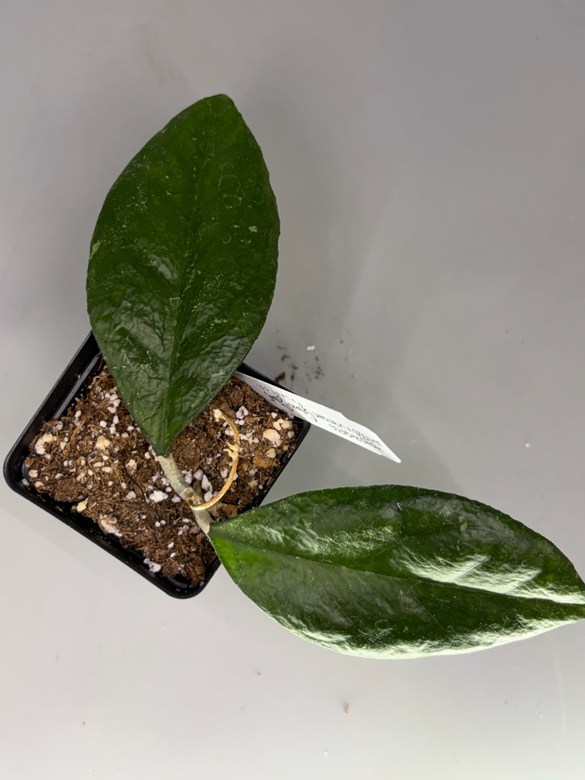 Hoya – Exact Plant #589 – photo b