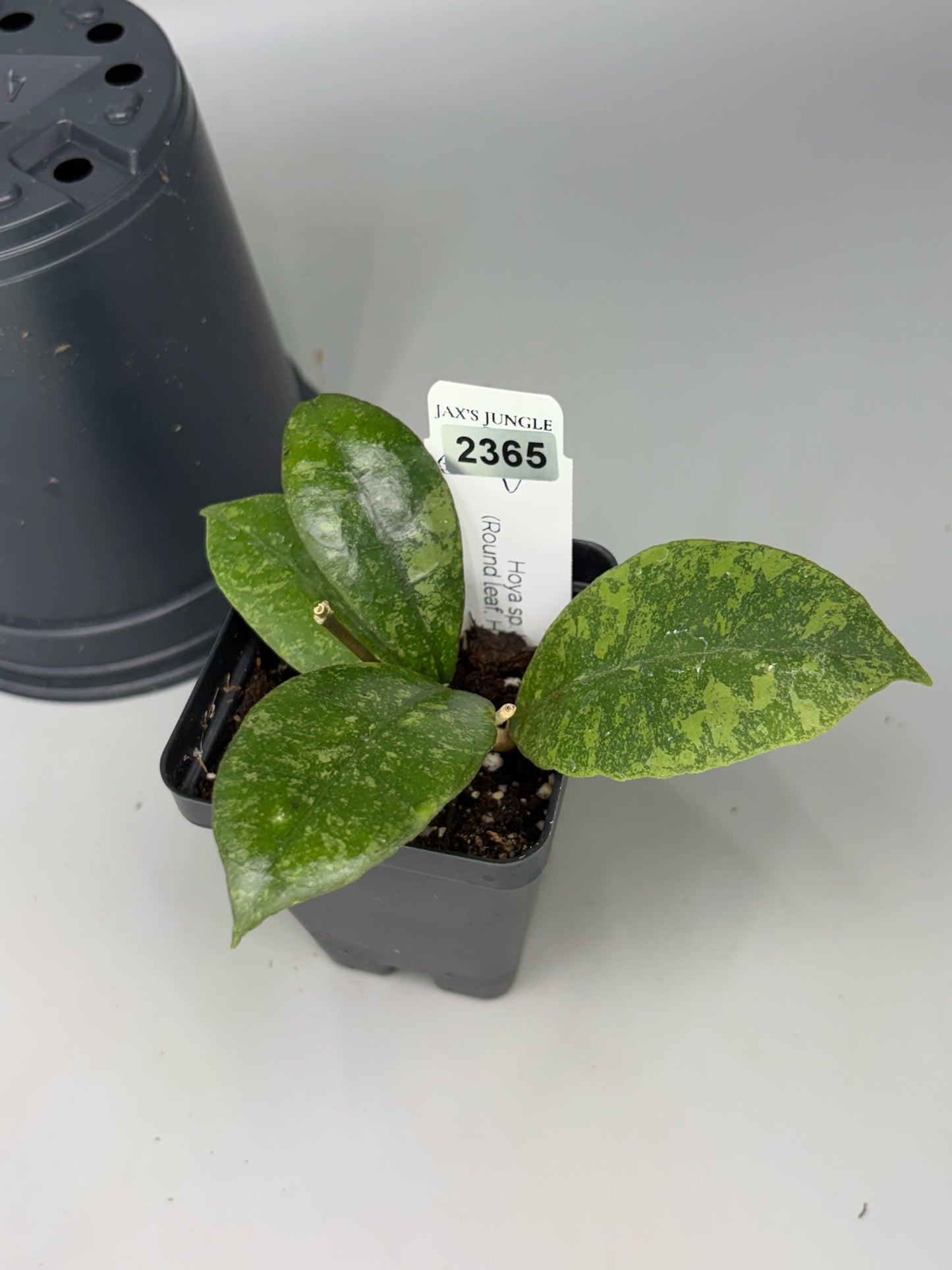 Hoya – Exact Plant #2365 – photo a