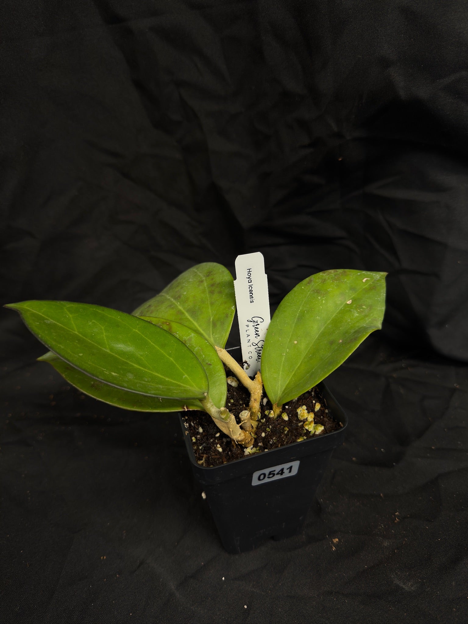 Hoya Icensis – Exact Plant #541 – Green Street Plant Co.