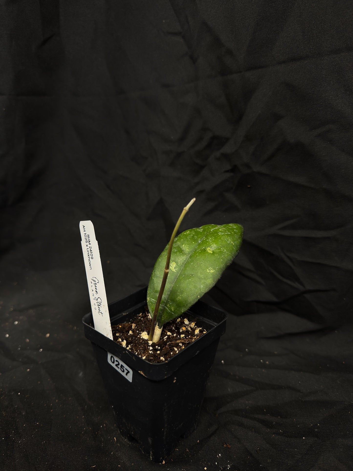 Hoya RHM24109 AH1025 x Unknown – Grower’s Choice – Green Street Plant Co.