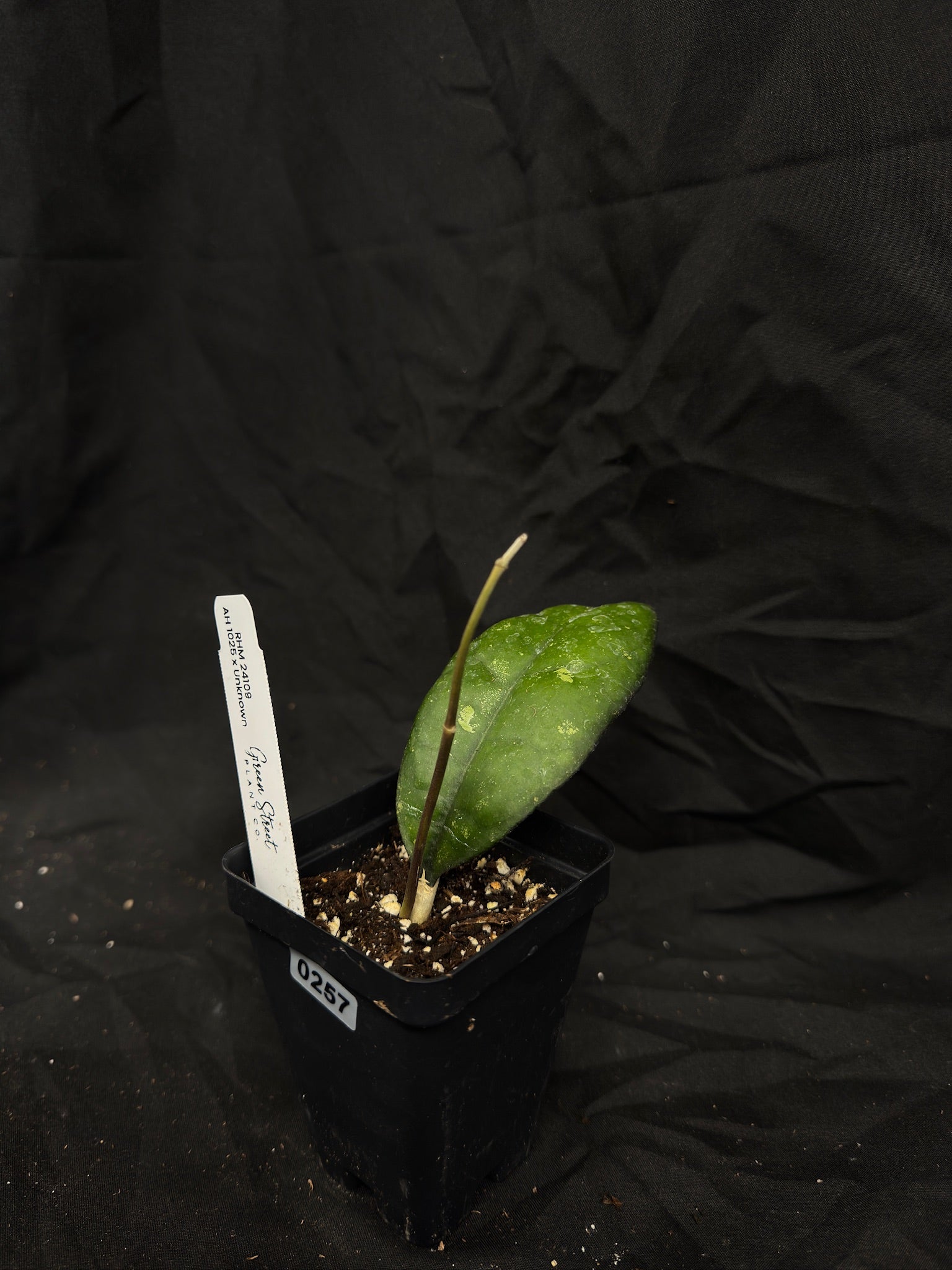 Hoya RHM24109 AH1025 x Unknown – Grower’s Choice – Green Street Plant Co.