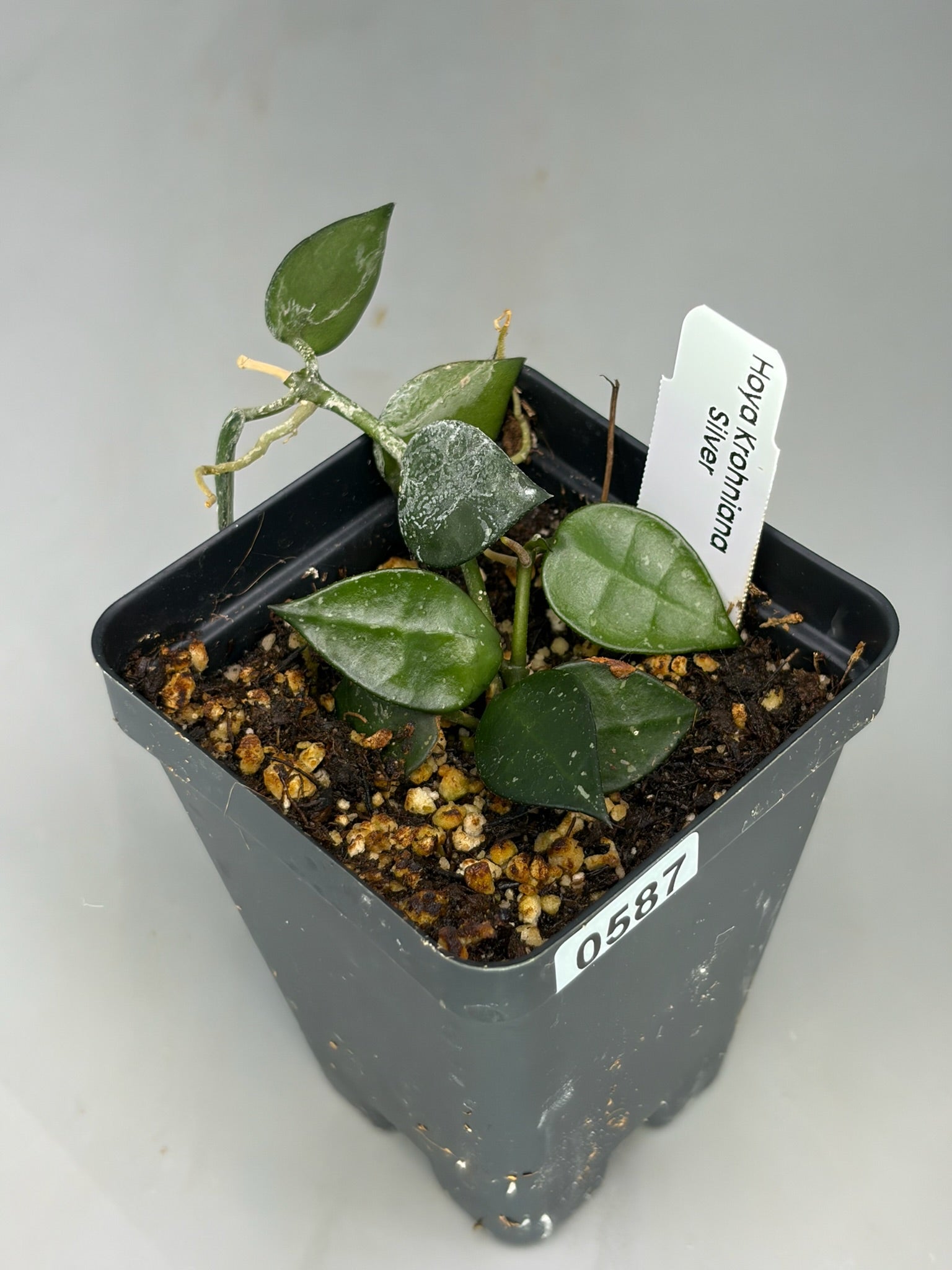 Hoya – Exact Plant #587 – photo a