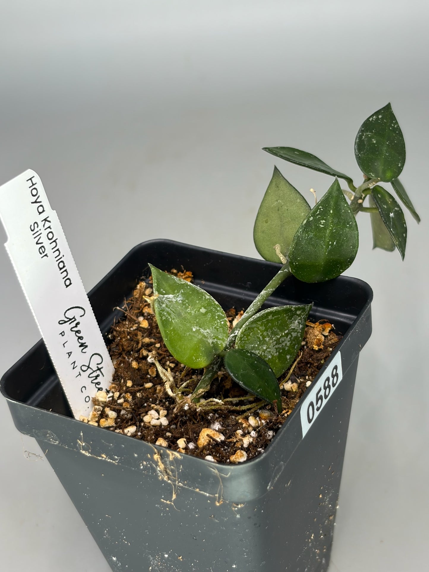 Hoya – Exact Plant #588 – photo a