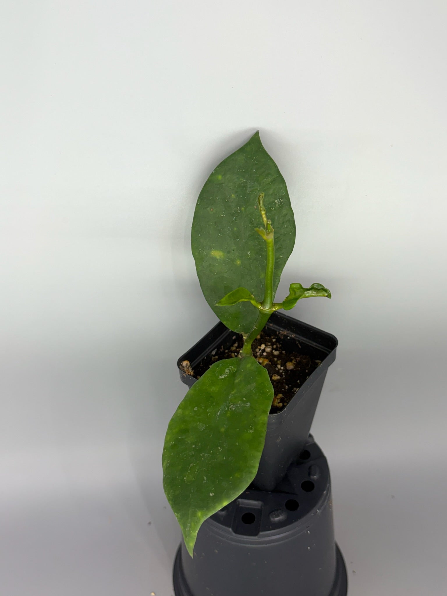 Hoya – Exact Plant #577 – photo b