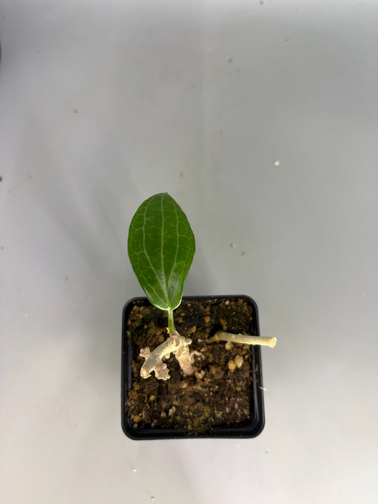 Hoya – Exact Plant #596 – photo b