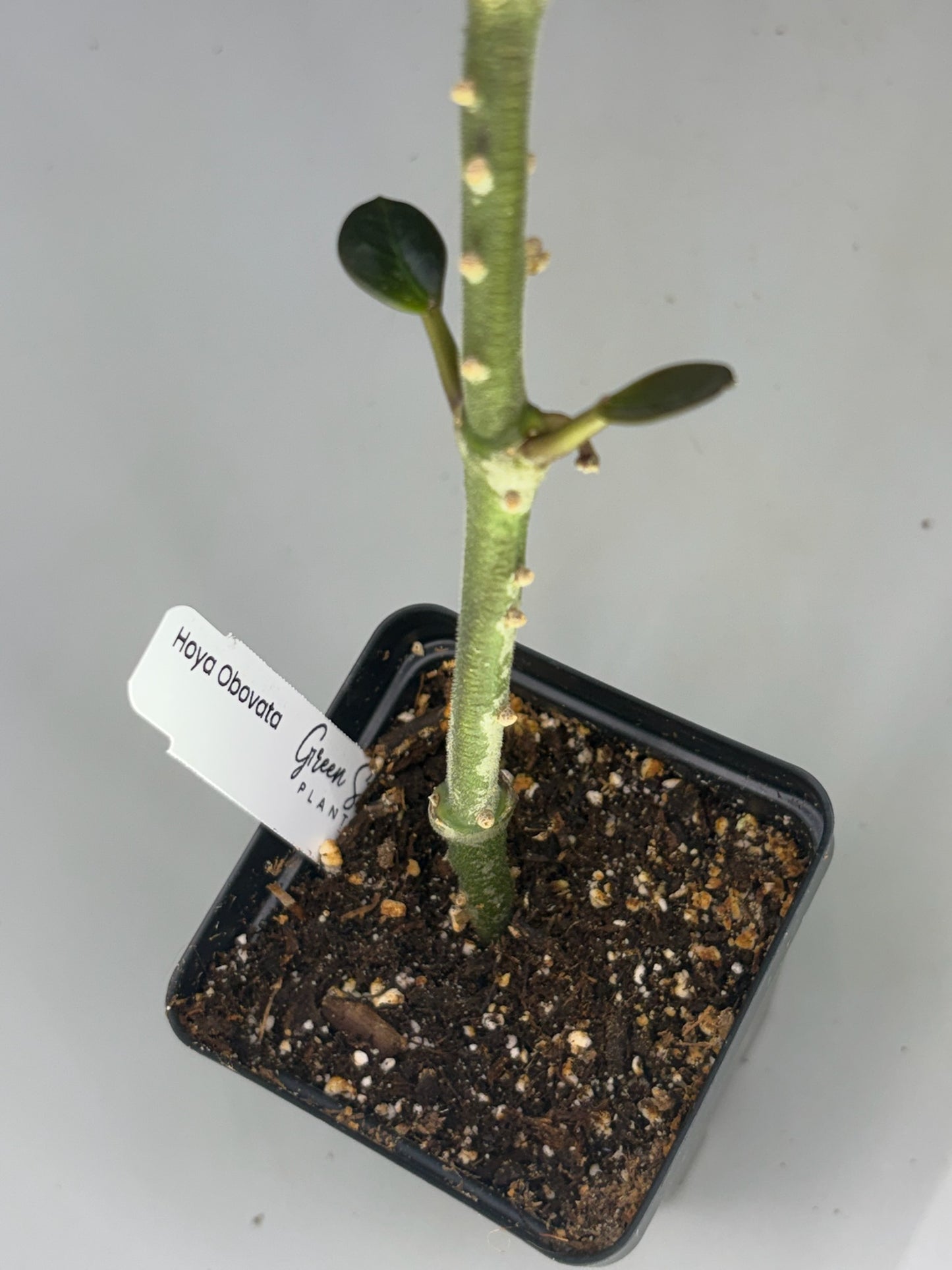 Hoya – Exact Plant #578 – photo c