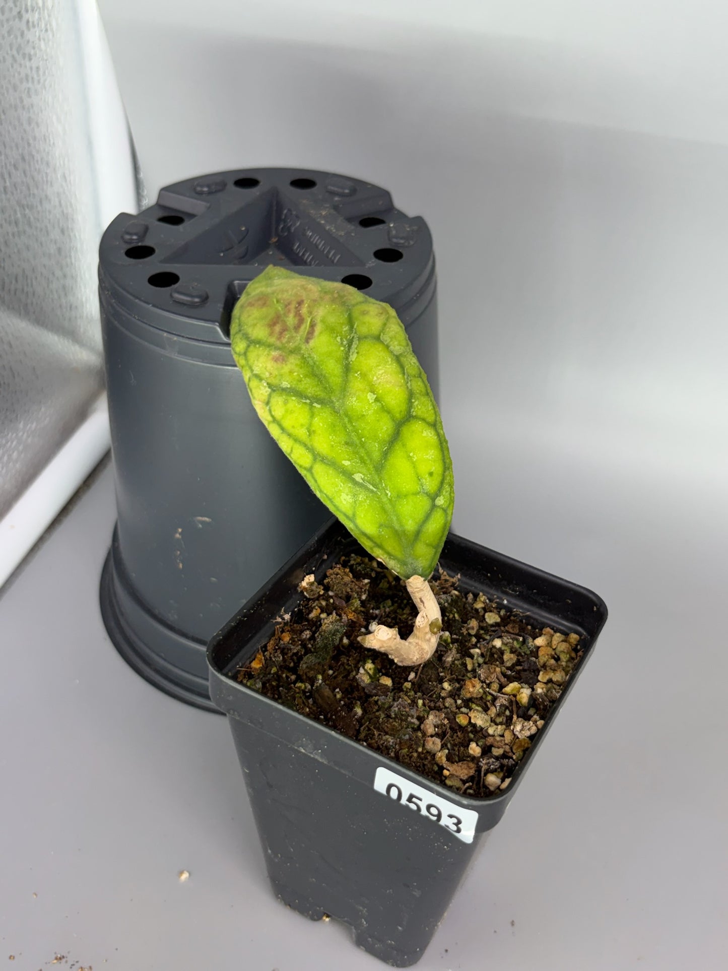 Hoya – Exact Plant #593 – photo b