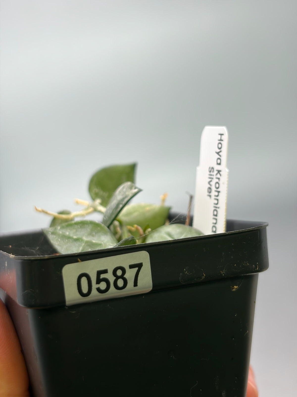 Hoya – Exact Plant #587 – photo c