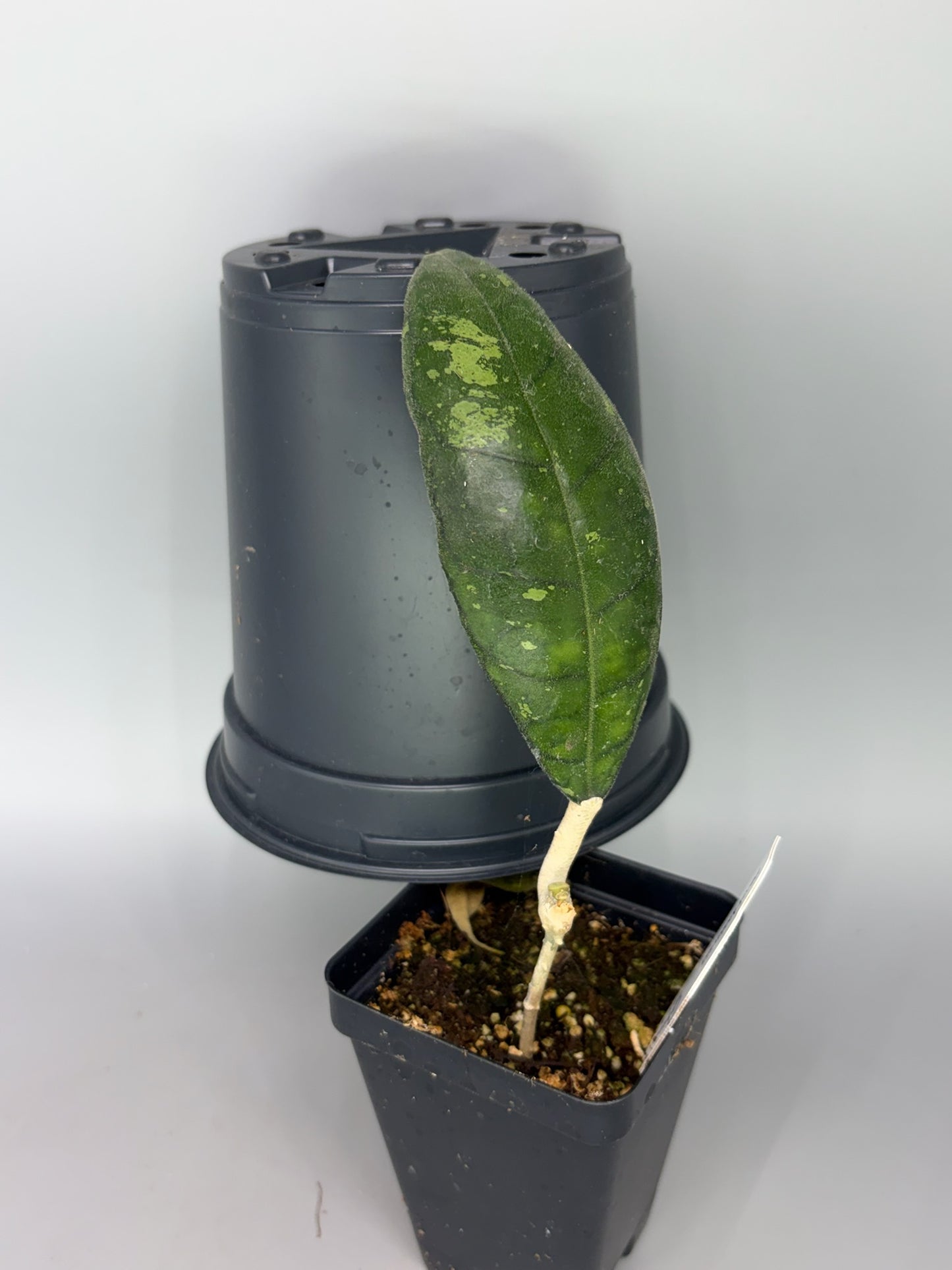 Hoya – Exact Plant #585 – photo b
