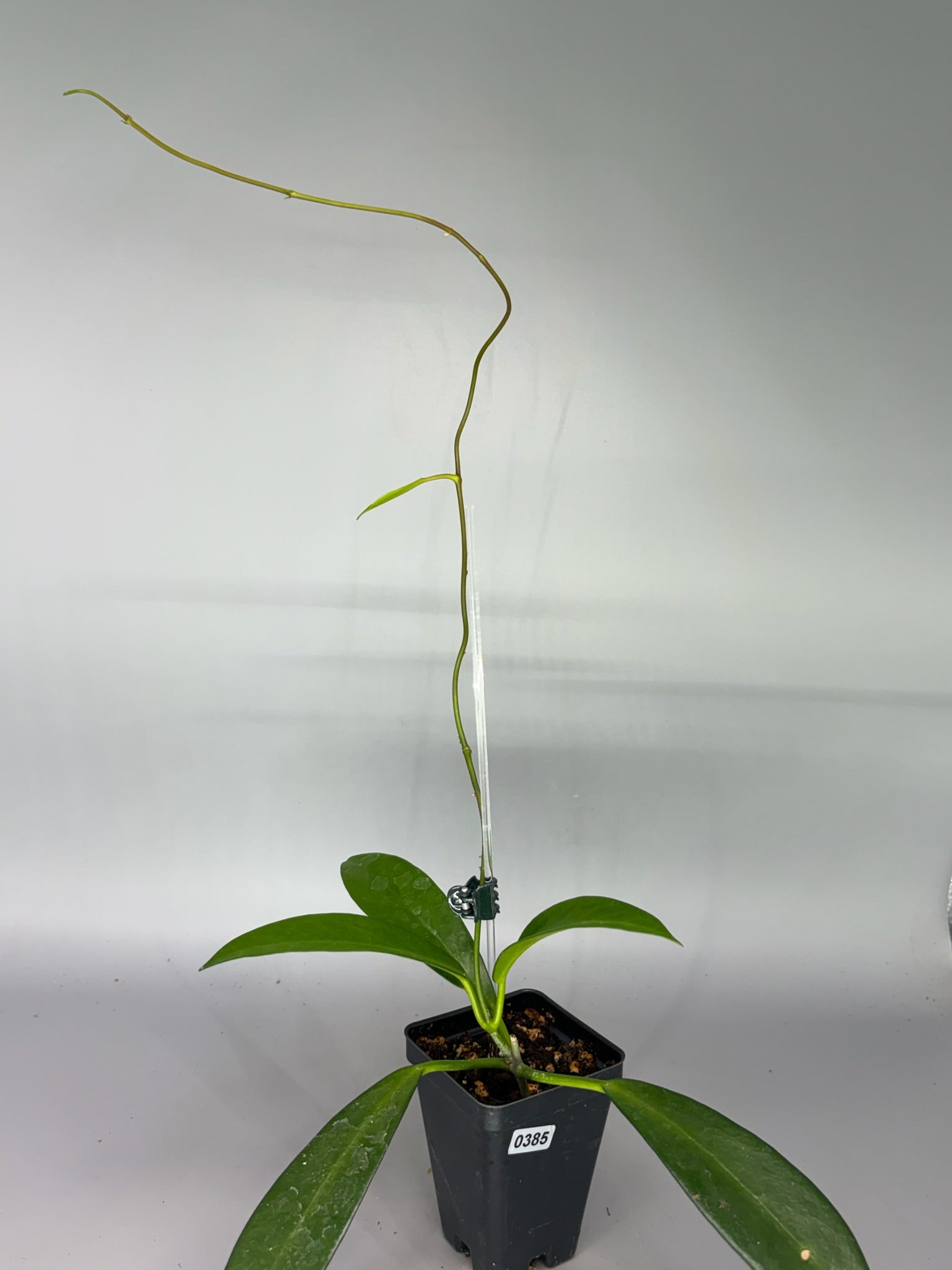 Hoya – Exact Plant #385 – photo b