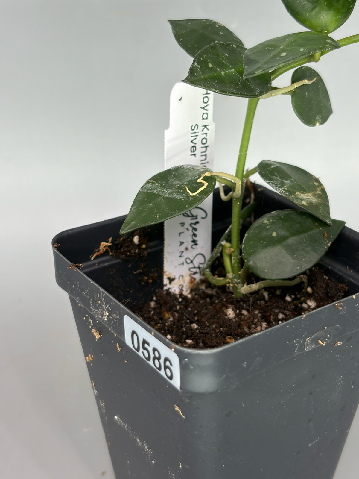 Hoya – Exact Plant #586 – photo c