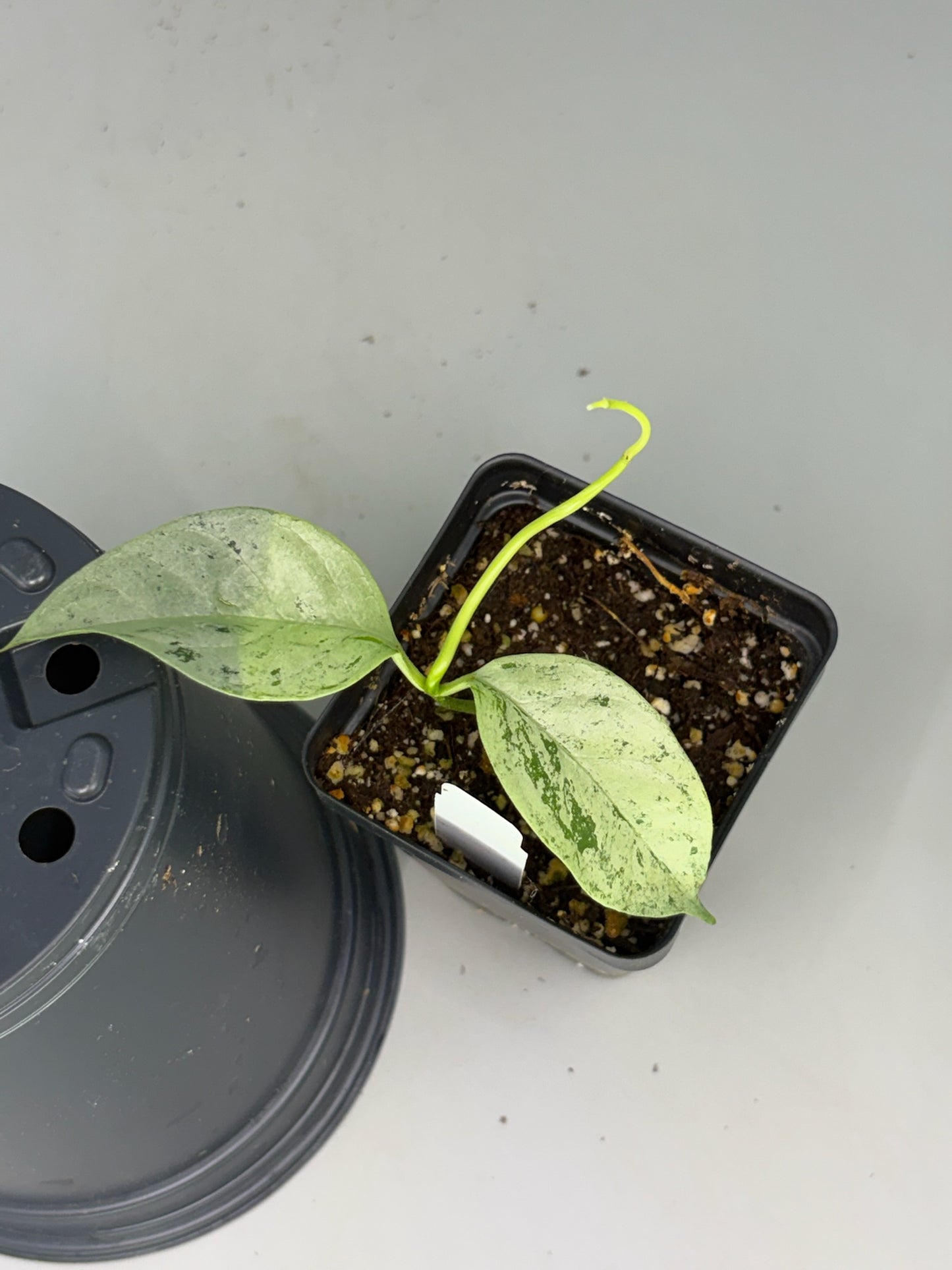 Hoya – Exact Plant #579 – photo a
